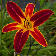 Midnight Ember Daylily